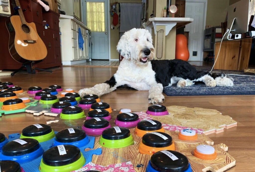 Bunny with Communication Buttons